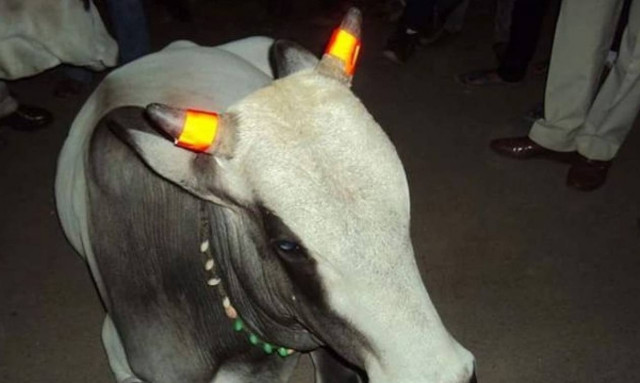 Απίστευτο: «Τρελές» αγελάδες με… φωσφοριζέ κέρατα! (photos)