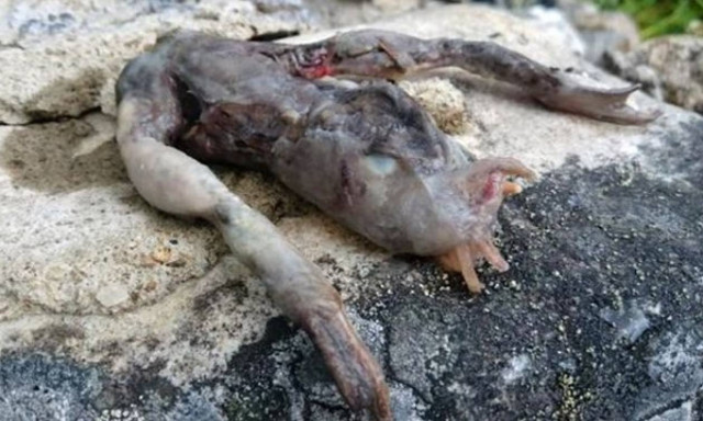 Μυστηριώδες διαφανές πλάσμα σπέρνει τον τρόμο στη Νορβηγία! (photos)