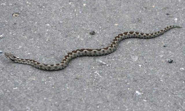 Βόλος: Οχιά σπέρνει πανικό στον κήπο του Δικαστικού Μεγάρου