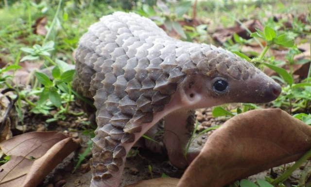 Ινδονησία: Κατασχέθηκαν 657 κατεψυγμένοι παγκολίνοι