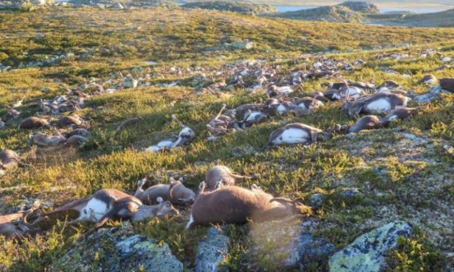 Πρωτοφανές περιστατικό: Κεραυνός σκότωσε εκατοντάδες ταράνδους στη Νορβηγία! (vid)