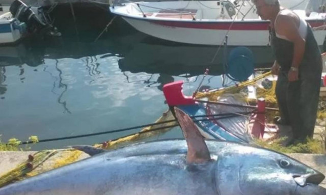 Απίστευτο: Ψαρεύτηκε τόνος 220 κιλών στην Κεφαλονιά! (photos)