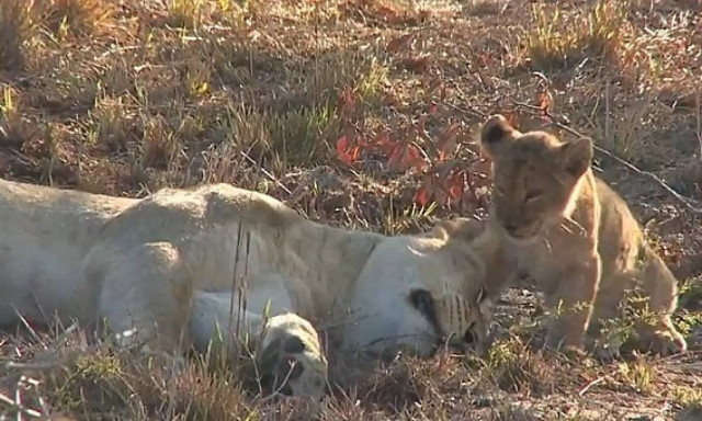 Η τρυφερή αντίδραση μιας λέαινας όταν την ξυπνάει το μικρό της! (vid)