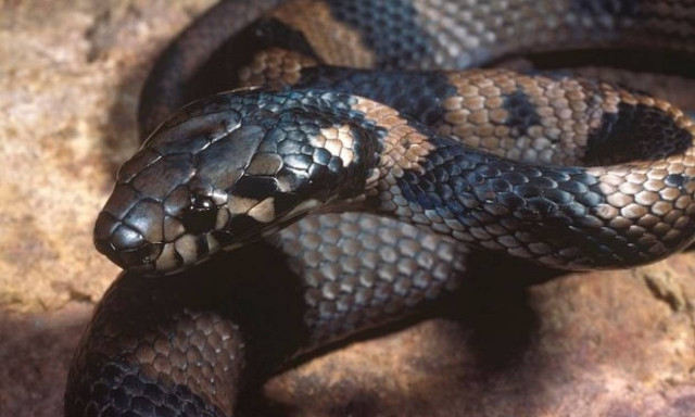 Η απόλυτη ανωμαλία: Διέρρευσε βίντεο που έκανε σεξ με… φίδι! (photos)