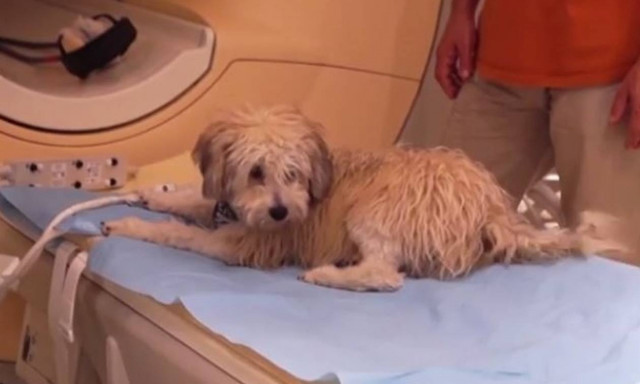 Οι σκύλοι μας ακούν και μας καταλαβαίνουν