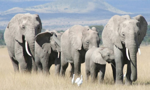 Το τέλος των ελεφάντων πλησιάζει
