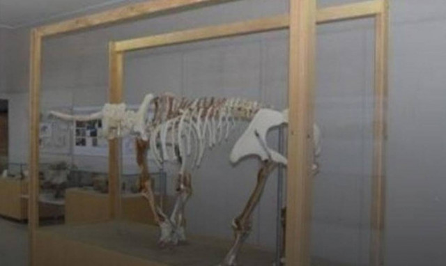 Εγκαίνια της έκθεσης του ελέφαντα της Τήλου