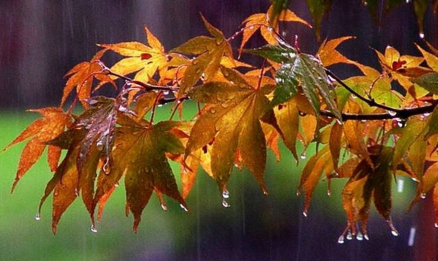 Weather Forecast: Rain on Wednesday (07/09/2016)