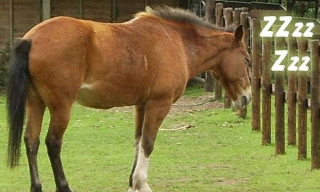 Δείτε τις πιο παράξενες συνήθειες που έχουν τα ζώα στον ύπνο (video)