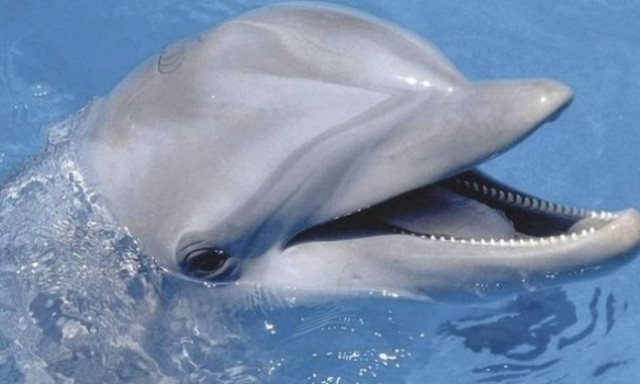 Απίστευτο: Κατέγραψαν για πρώτη φορά συνομιλία μεταξύ δύο… δελφινιών! (videos)