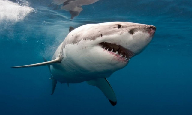 Aπίστευτο! Καρχαρίας κατασπαράζει καρχαρία! (vid)