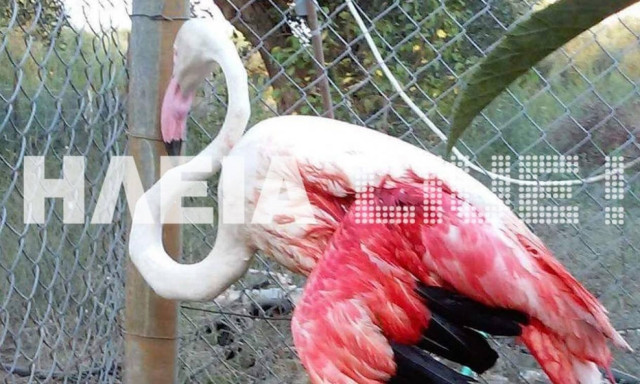 Επικήρυξη 2.000 ευρώ για τραυματισμό Φλαμίνγκο