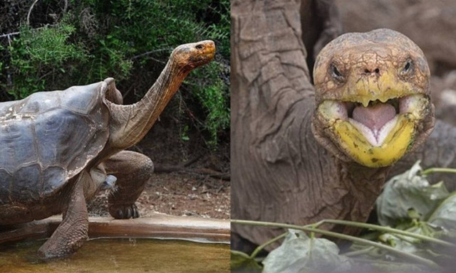 Τον λένε Ντιέγκο, είναι… σεξομανής και έσωσε τις χελώνες από την εξαφάνιση! (video+photos)