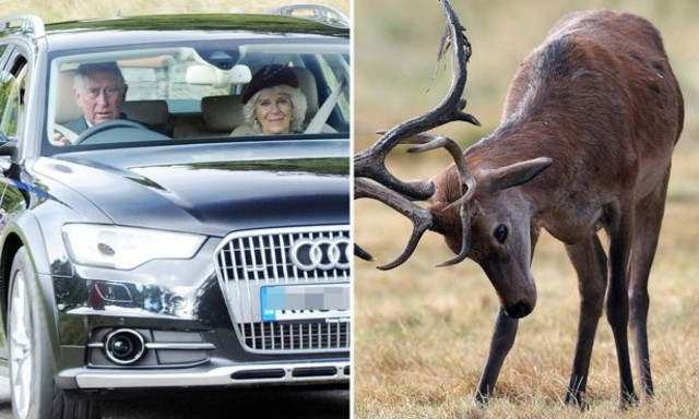 Βρετανία: O πρίγκιπας Κάρολος τράκαρε με ένα... ελάφι!