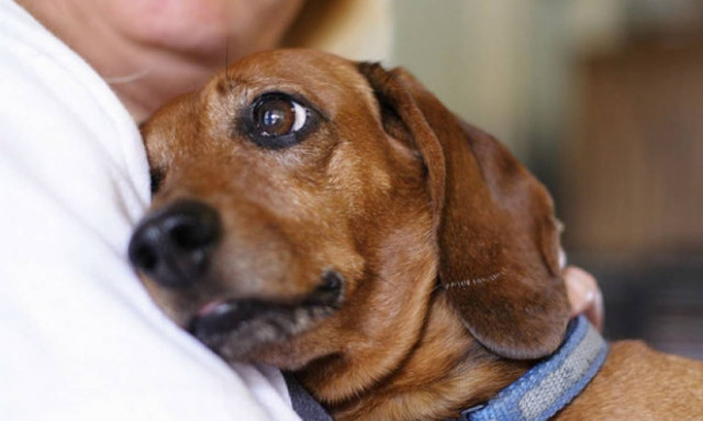 Νιγηρία: Στα δικαστήρια εξαιτίας του σκύλου και εκείνος μετά την «έκανε»