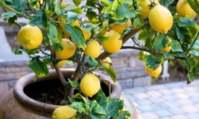 Γιατί έχουν εξαφανιστεί τα ελληνικά λεμόνια;