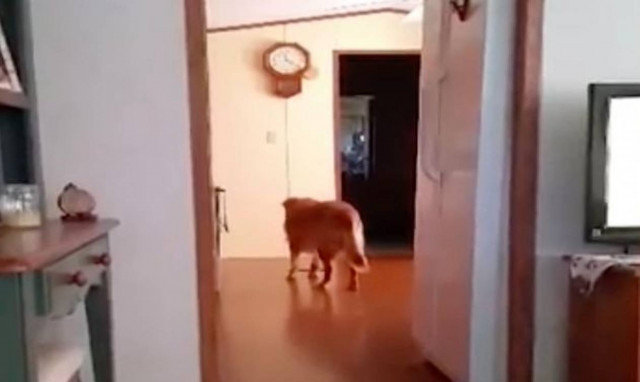 Τραβούσε βίντεο το νέο της κατοικίδιο. Αυτό που εμφανίστηκε δίπλα του της έκοψε την ανάσα (video)