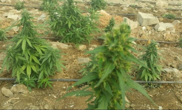 Ηράκλειο: Προθεσμία για να απολογηθεί πήρε ο 39χρονος που κατηγορείται για την χασισοφυτεία - μαμούθ