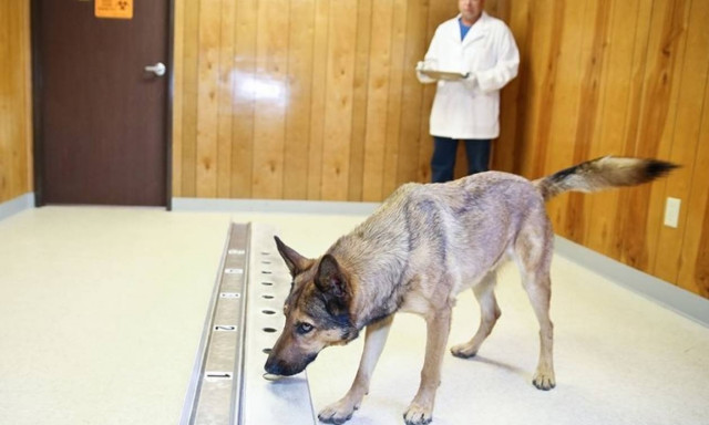 Τελικά ισχύει! Οι σκύλοι όντως μυρίζουν τον καρκίνο στους ανθρώπους (video)