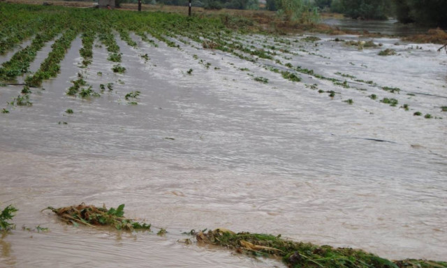 Θεσσαλονίκη: Ολοκληρωτική καταστροφή σε βιοκαλλιέργειες