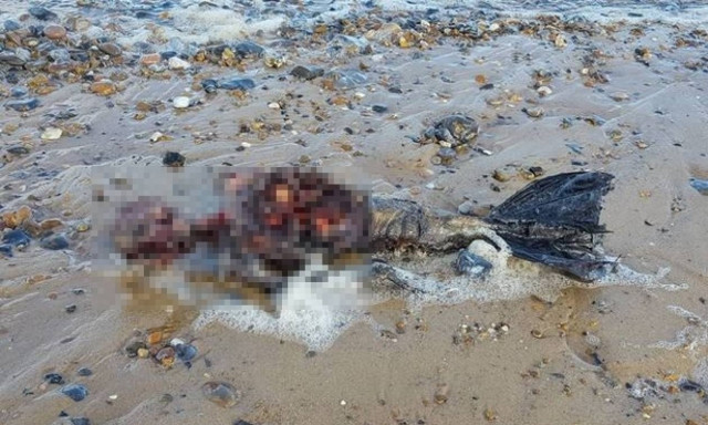 Μυστήριο με σώμα «νεκρής γοργόνας» που ξέβρασε η θάλασσα (ΠΡΟΣΟΧΗ! ΣΚΛΗΡΕΣ ΕΙΚΟΝΕΣ!)