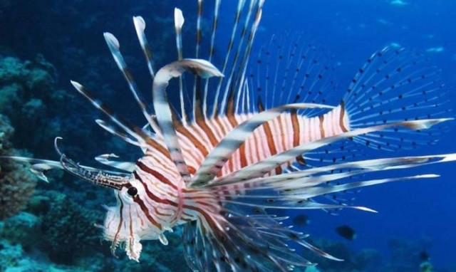 Ρόδος: Το ψάρι που έπιασε τον έστειλε στο νοσοκομείο (photo)