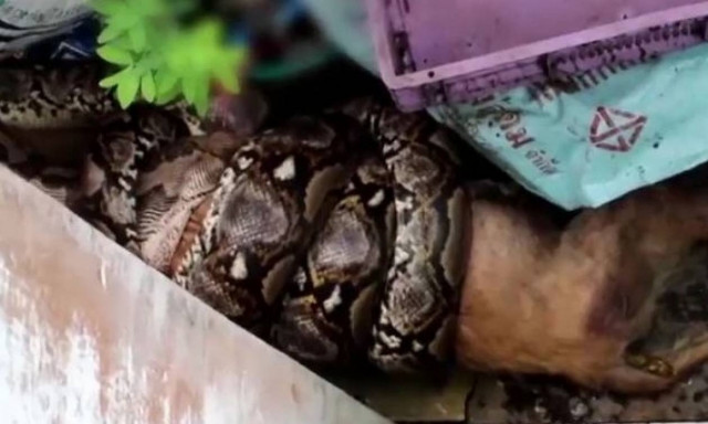 Φρικιαστικό βίντεο: Έπιασε πύθωνα να καταπίνει το σκύλο της και δείτε τι έκανε