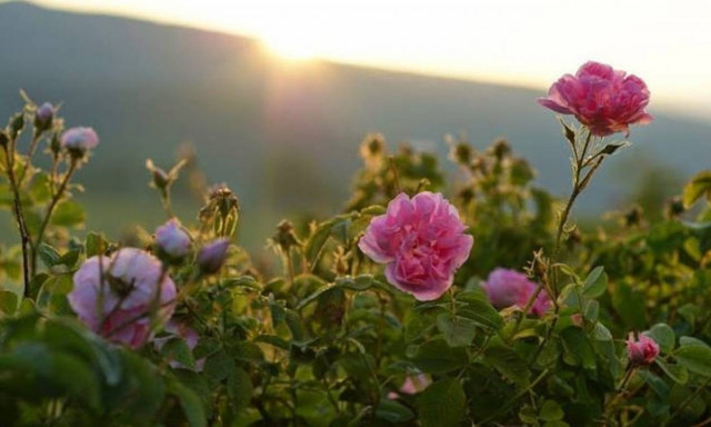 Ροδέλαιο Κοζάνης: Γόνιμο έδαφος με χρυσοφόρο ορίζοντα - Περιζήτητο στις διεθνείς αγορές