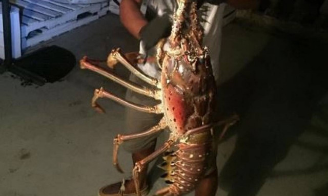 Εντυπωσιακό: Ψαράς έβγαλε αστακό… ενός μέτρου! (pics)