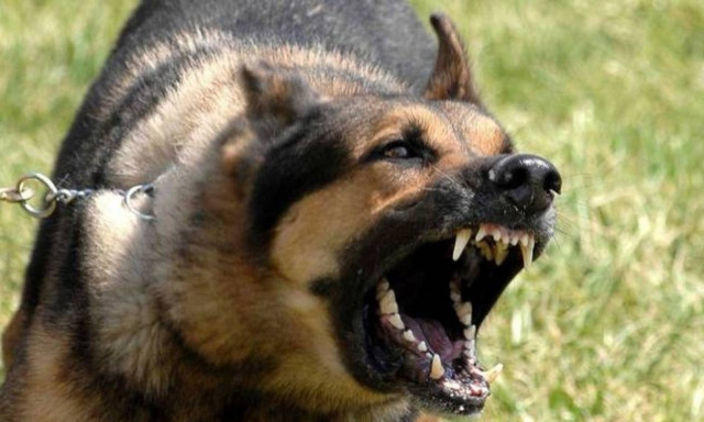 Σοκ: Σκύλος δάγκωσε στο κεφάλι μαθήτρια στην Κρήτη