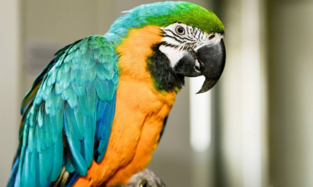 Την... πάτησε: Ο πολυλογάς παπαγάλος «κάρφωσε» την κρυφή σχέση του!