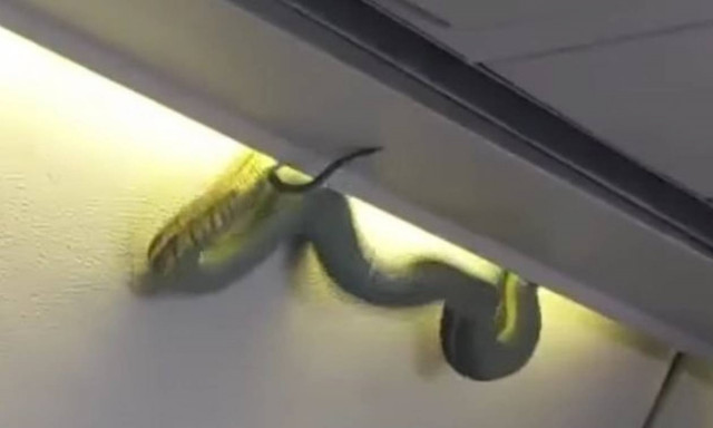 Πανικός στον αέρα: Δηλητηριώδες φίδι πέφτει από την οροφή πάνω στους επιβάτες (video)