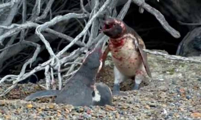 Απίστευτο: Πιγκουίνος έπιασε τη γυναίκα του στο κρεβάτι με άλλον και χύθηκε αίμα! Κυριολεκτικά (vid)