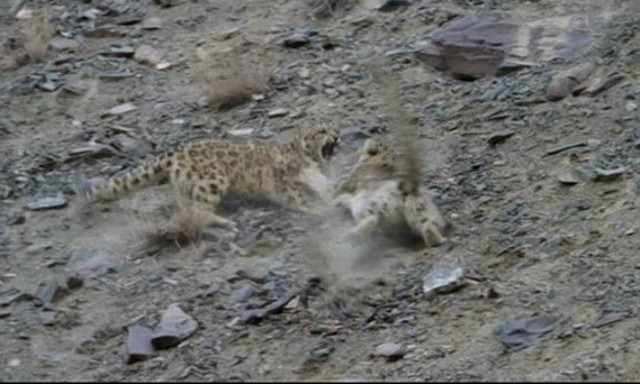 Το βίντεο που συγκλόνισε τον πλανήτη: Προσφέρθηκε να τη βιάσουν ομαδικά για να σώσει το μικρό της