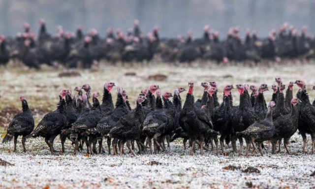 Ολλανδία: Λήψη μέτρων για να μην εξαπλωθεί η γρίπη των πτηνών
