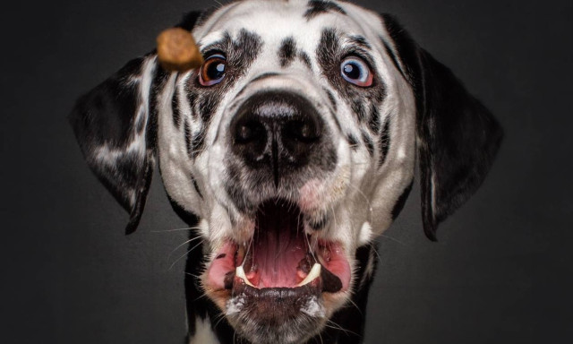 Βρήκαμε την πιο οικονομική Premium ξηρά τροφή για τον σκύλο σας!