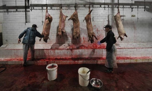 Ταινία «γροθιά στο στομάχι» για τη φρίκη των σφαγείων - Σε αυτήν τα ζώα σκοτώνονται πραγματικά