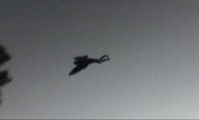 Εικόνες που παγώνουν το αίμα: Ανακάλυψαν το θρυλικό «τέρας» Mothman; (Pics+Vid)