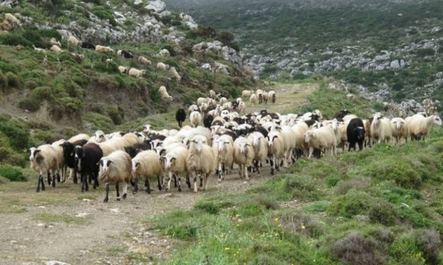 Έρχεται έκτακτη στήριξη σε κτηνοτρόφους των νησιών που επιβαρύνονται από το προσφυγικό