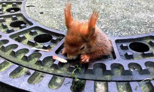 Παχουλός σκίουρος κόλλησε σε φρεάτιο και η εικόνα θα σας λιώσει
