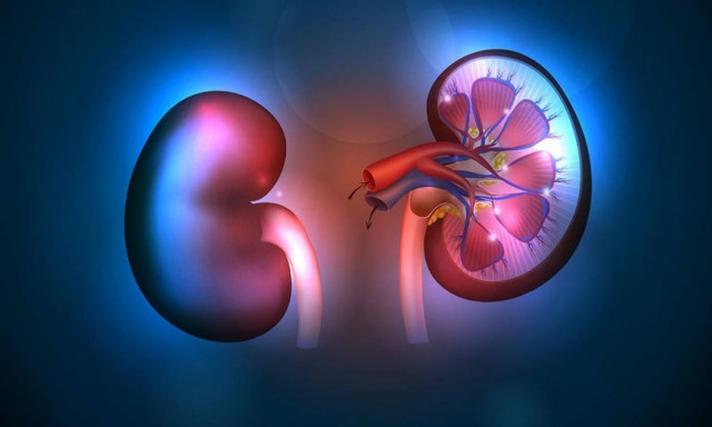Χρόνια νεφρική νόσος: Η διατροφή που μειώνει κατά 30% τον κίνδυνο πρόωρου θανάτου