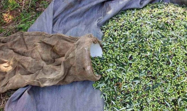 Δείτε έξυπνη πατέντα για εύκολο σάκιασμα του καρπού των ελιών (photo)