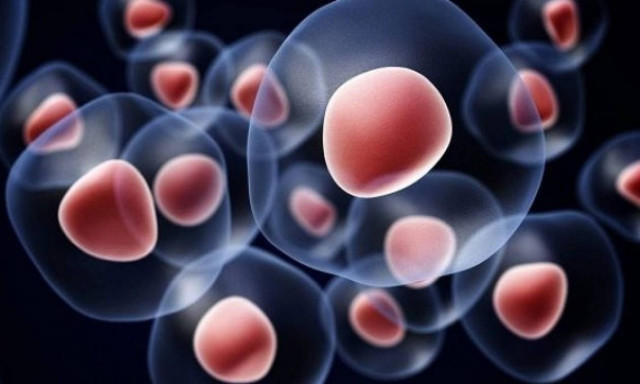 Όσα πρέπει να γνωρίζετε για τα βλαστοκύτταρα