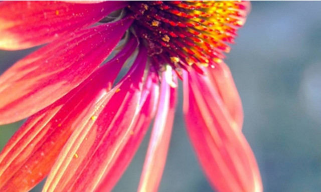 Εχινάκεια: Επτά ιδιότητες που πρέπει να γνωρίζεις