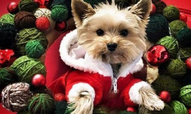 «Μαμά…!!! Πώς θα βουρτσίσουμε τα δοντάκια του σκυλιού μας;»