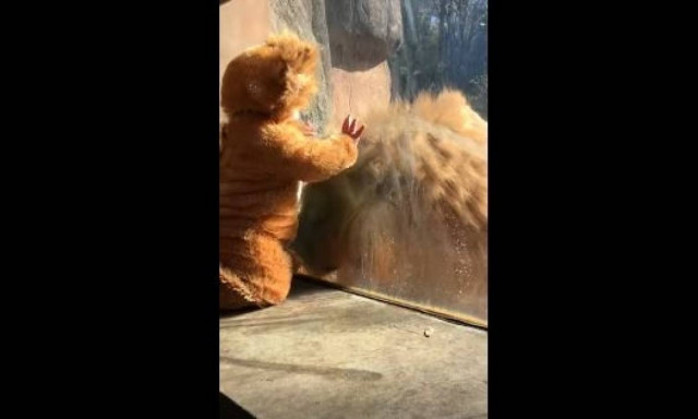 Πιτσιρίκι ντύθηκε λιοντάρι και τρέλανε τον βασιλιά των ζώων! (vid)