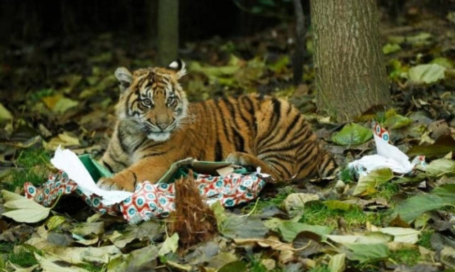 Τα Χριστούγεννα έφθασαν και στο ζωολογικό κήπο του Λονδίνου! (video)