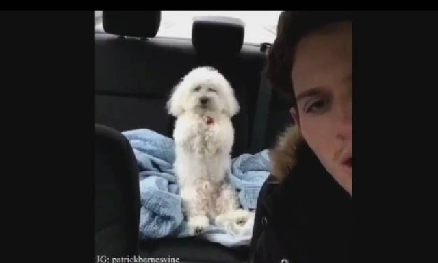 Τρελό γέλιο! Αυτό το σκυλάκι πιστεύει ότι είναι άνθρωπος –Δείτε τι κάνει (video)