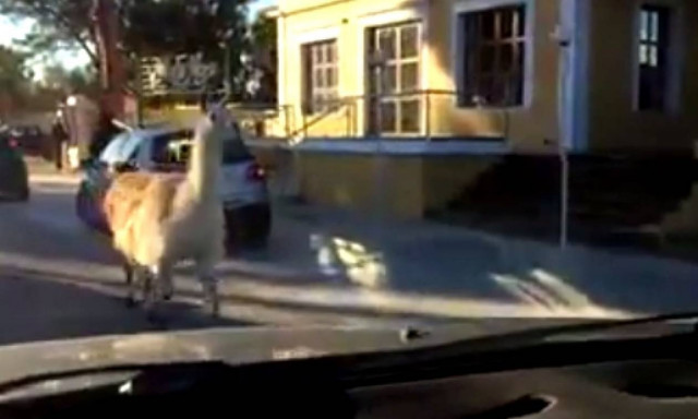 Ρόδος: Κοιτούσαν το ζώο που διέσχιζε το δρόμο και δεν πίστευαν στα μάτια τους! (vid)