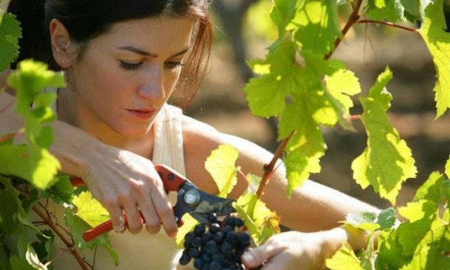 ΟΓΑ: Καταβολή χρηματικού βοηθήματος σε αγρότισσες πολύτεκνες μητέρες